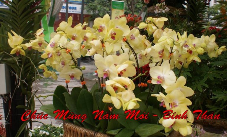 Chúc Mừng Năm Mới – Bính Thân 2016